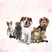 categoria de mascotas animales comidaaccesorios de perros cosas de perro comida de gato collar de perro coyar de gato corta uñas de perro cortador de garras Cama acolchada para perro mediano color gris Collar de cuero ajustable para gato color marrón Juguete mordedor de goma para perro cachorro Arnés reflectante para perro grande color negro Comedero doble de acero inoxidable para mascotas Correa extensible de nylon para perro de hasta 20 kg Rascador de sisal para gato con base de madera Transportadora rígida para perro o gato tamaño mediano Pelota interactiva de goma para perros pequeños Dispensador automático de agua para mascotas Chaleco salvavidas para perro tamaño pequeño Caja de arena cubierta para gato color beige Cama tipo iglú para gato con cojín extraíble Juguete de peluche en forma de hueso para perro Champú hipoalergénico para perro con piel sensible